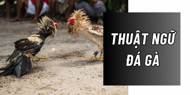 Đi hơi là một thuật ngữ đá gà phổ biến